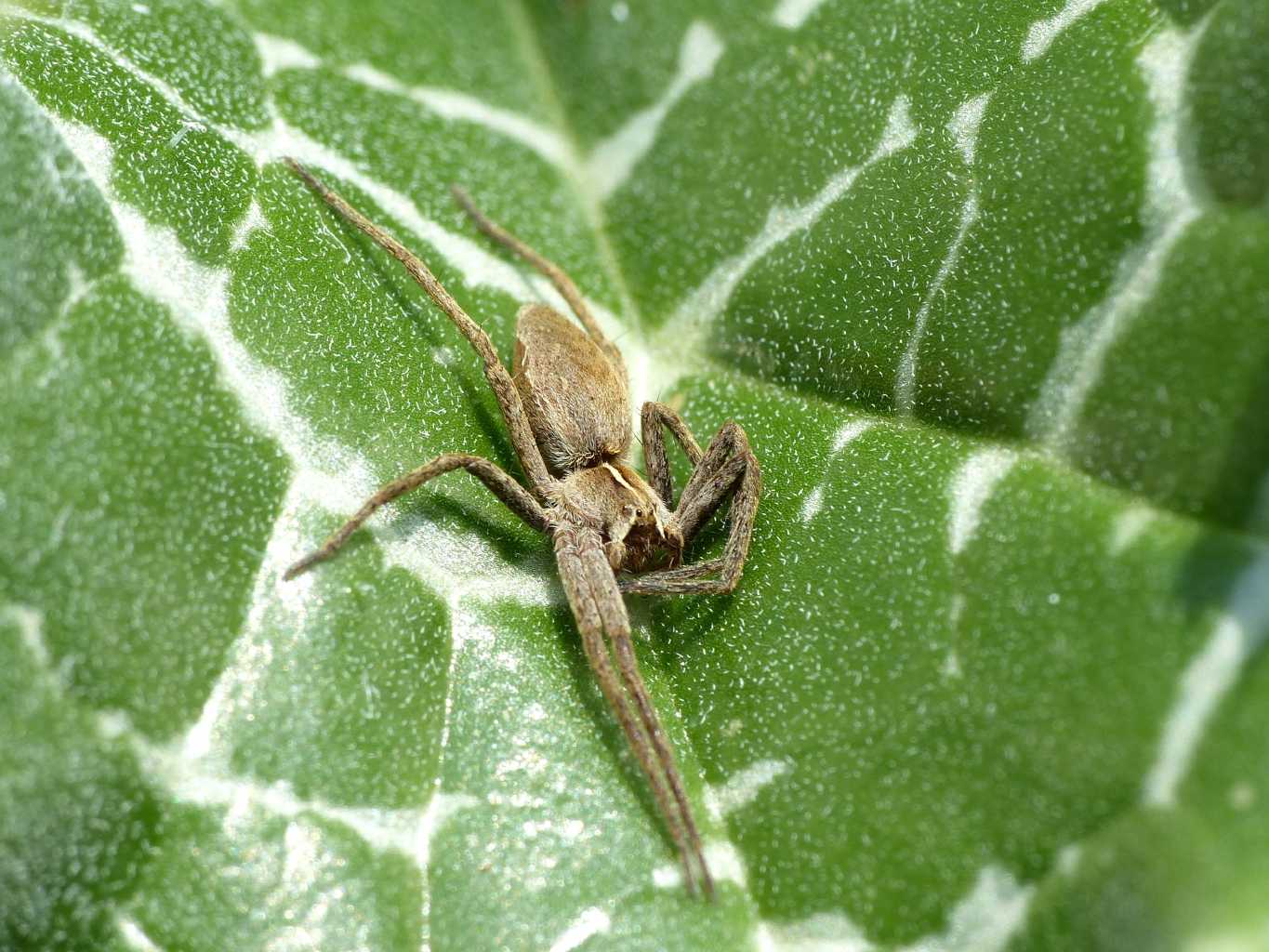 Giovani Pisaura sp. in pose Yoga - Roma